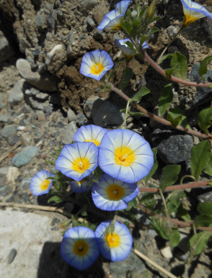 Convolvulus tricolor L. subsp. cupanianus / Vilucchio di Cupani